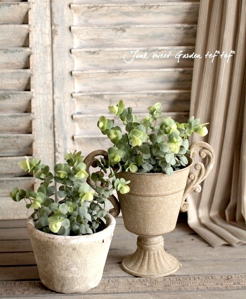 <i>Origanum rotundifolium</i><BR><BR>饤࿧β֥쥬<BR>إեꥢ