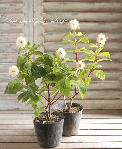 セファランサス ムーンライトファンタジー すべての商品 Junk Sweet Garden Tef Tef セファランサス ムーンライトファンタジー すべての商品 Junk Sweet Garden Tef Tef