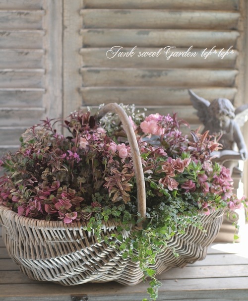 アンティークな大人ピンクの寄せ植え アンティークピンクと紫の寄せ植え】 | 橋本種苗園