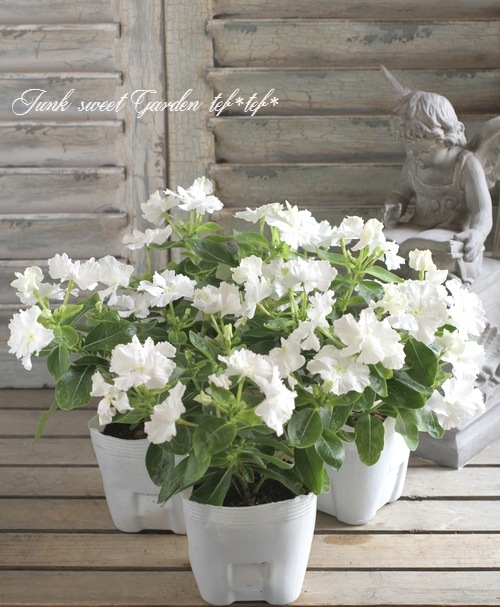 北島園芸オリジナル】 ニチニチソウ 『スクリューチュチュ