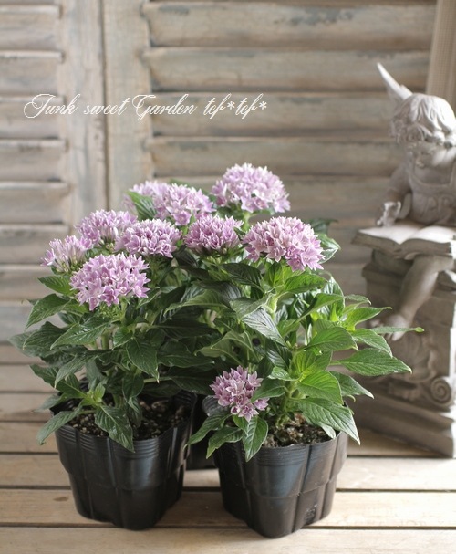 ♡ペンタス♡ ペンタス - Search / X