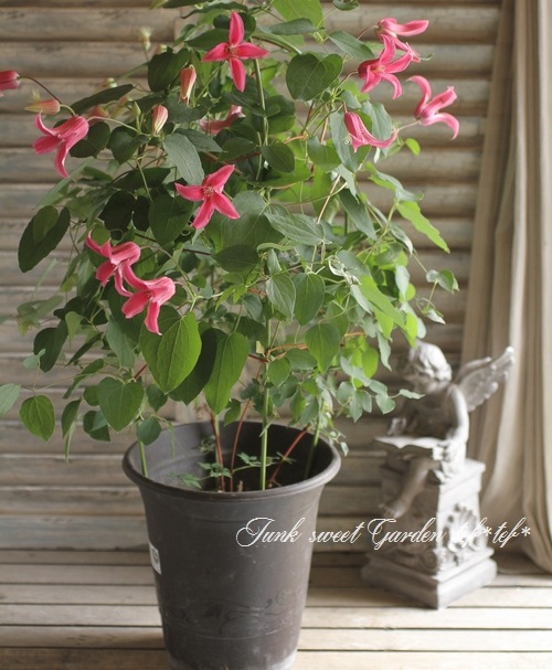 i>Clematis </i><BR><BR>クレマチス<BR>『テキセンシス』 no.1