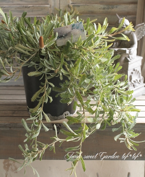 i>Banksia 'Pygmy Possum'</i><BR><BR>オーストラリアンプランツ<BR