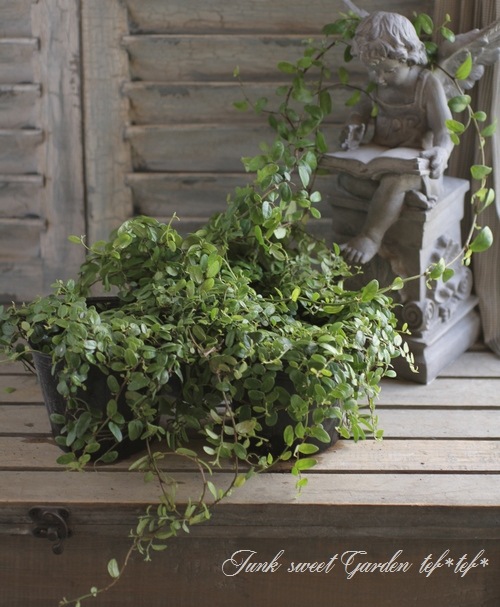 <i>Ficus 'Precious'</i><BR><BR>�ե������إץ쥷�㥹��