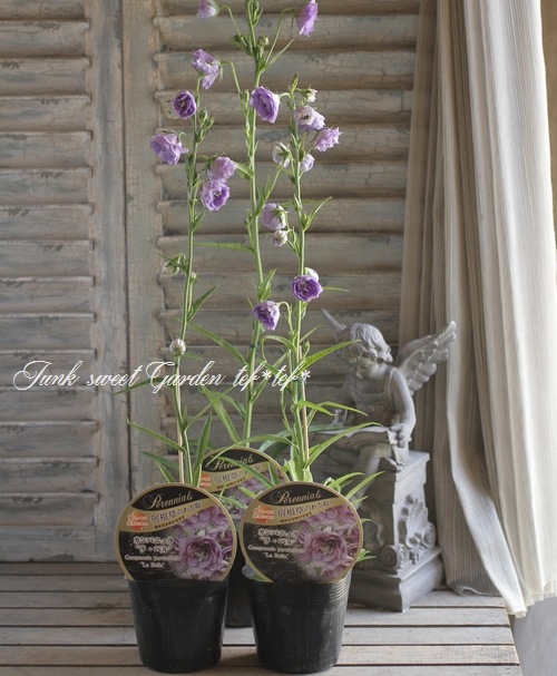 花 i>Campanula persicifolia</i><BR><BR>八重咲きカンパニュラ<BR>『ラ