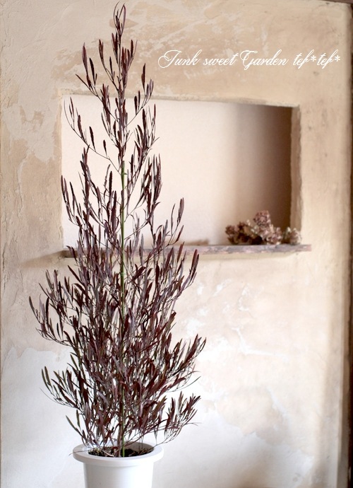 I Dodonaea Viscosa I Br Br ドドナエア ヴィスコサ Br 小葉品種 リトルファイヤー Leaf Species ドドナエア Junk Sweet Garden Tef Tef