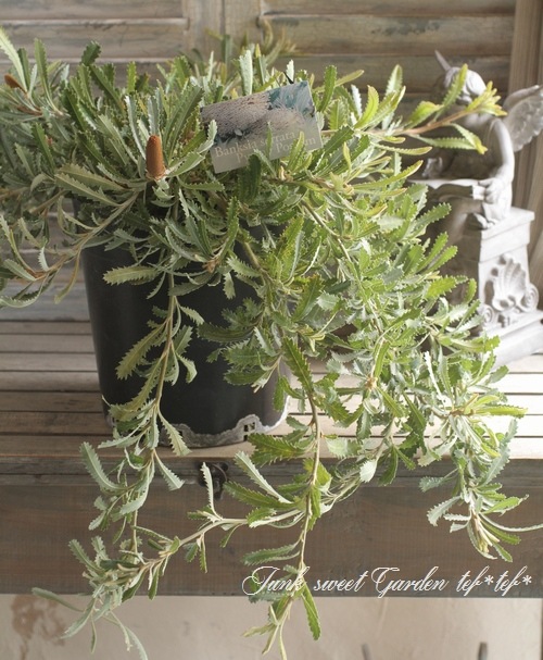 i>Banksia 'Pygmy Possum'</i><BR><BR>オーストラリアンプランツ<BR