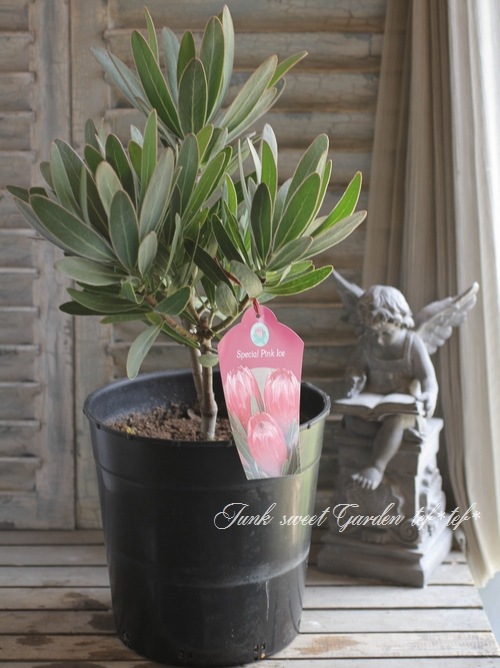 プロテア スペシャルピンクアイス 9号 大苗 鉢植え 苗 オージー プランツ プロテア スペシャルピンクアイス 9号 大苗 鉢植え 苗 オージー