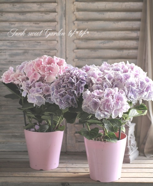 紫陽花⭐️風姿花伝２鉢⭐️ちづる1鉢 予約販売 アジサイ 風姿花伝 9cmポット フウシカデン 登録申請中