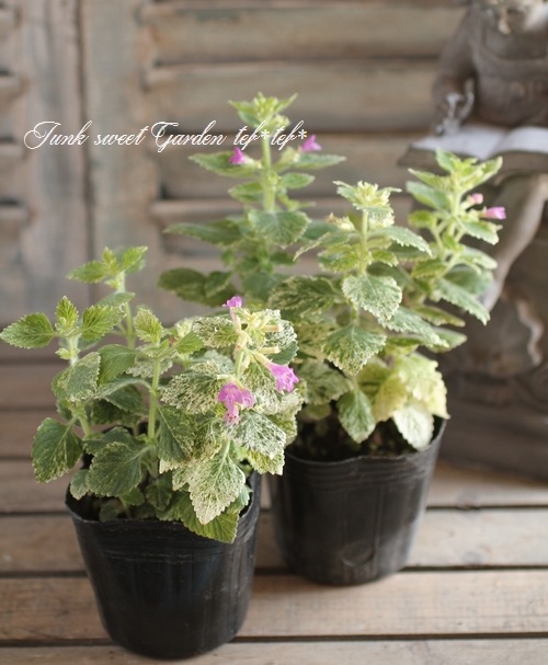 i>Calamintha grandiflora</i><BR><BR>斑入りカラミンサ<BR>グランディ