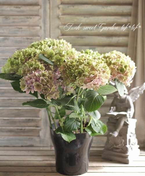 秋色紫陽花　現品発送致します　現在開花中　8本立ち！大株13 秋色紫陽花 現品発送致します 現在開花中 8本立ち！大株13 - メルカリ