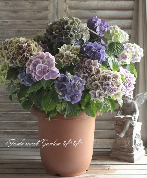 i>Hydrangea</i><BR><BR>秋色紫陽花品種<BR>スターラインシリーズ<BR