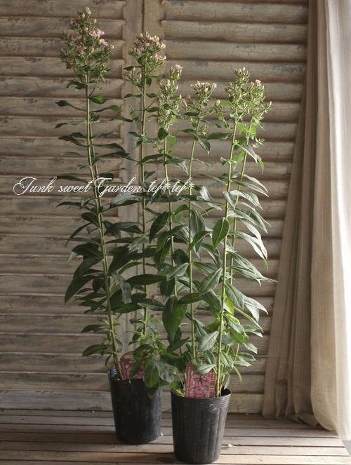 <i>Phlox paniculata</i><BR><BR>ɺեå إ쥪