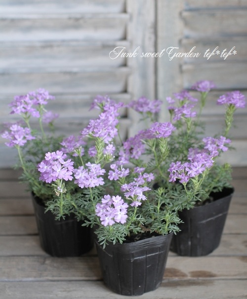 i>Verbena tenera<i><BR><BR>宿根バーベナ・テネラ<BR>『パステル