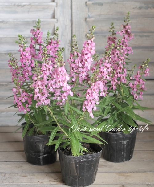 <i>Angelonia angustifolia</i><BR><BR>���󥲥��˥�<BR>�إ饺�٥꡼��