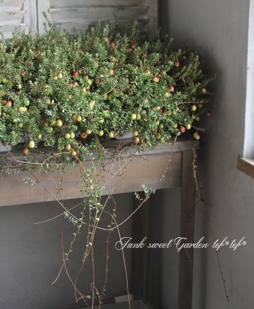 <i>Cranberry</i><BR><BR>�����٥꡼<BR>��̾�ؤĤ뤳������<BR>Ķ����ץ�󥿡���
