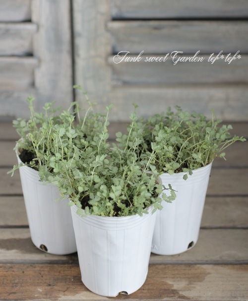 <i>Acaena saccaticupula</i><BR><BR><BR>إ⡼꡼