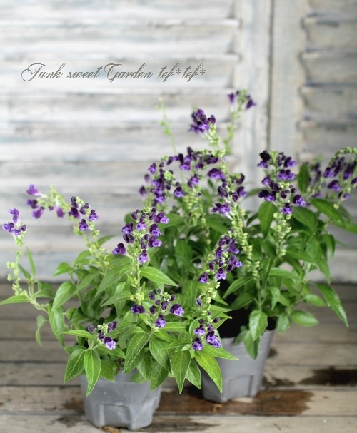 I Scutellaria Jyavanica I Br Br 半日陰ok スクテラリア Br 和名 立浪草 Br ベランダ すべての商品 Junk Sweet Garden Tef Tef I Scutellaria Jyavanica I Br Br 半日陰ok スクテラリア Br 和名 立浪草 Br ベランダ すべての商品 Junk Sweet Garden Tef Tef