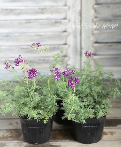 I Verbena Tenera I Br Br 宿根バーベナ テネラ Br パープルストライプ すべての商品 Junk Sweet Garden Tef Tef