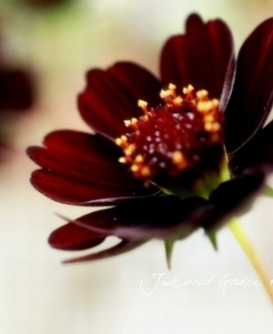 i>Cosmos atrosanguineus</i><BR><BR>チョコレートコスモス<BR>チョコ