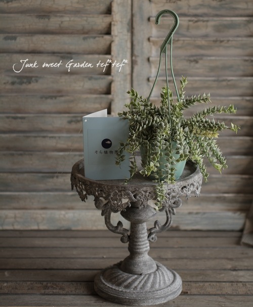 <i>Dischidia ruscifolia</i><BR><BR>������ǥ������ǥ���<BR>�ߥꥪ��ϡ��ȡإХꥨ��������