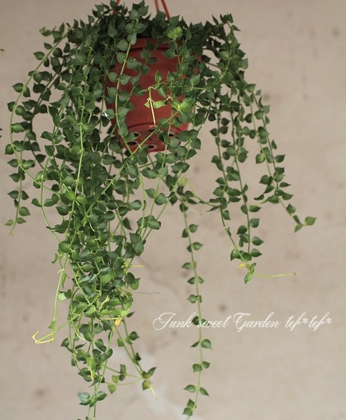 <i>Dischidia ruscifolia</i><BR><BR>������ǥ������ǥ���<BR>�ߥꥪ��ϡ��ȡإ��꡼��٥���