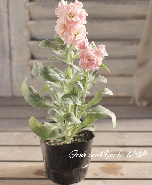 Ȭź餭ȥåإץꥳåȡ