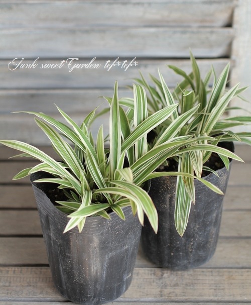 <i>Carex</i><BR><BR>����å���<BR>�إȥ쥸�㡼�������ɡ�