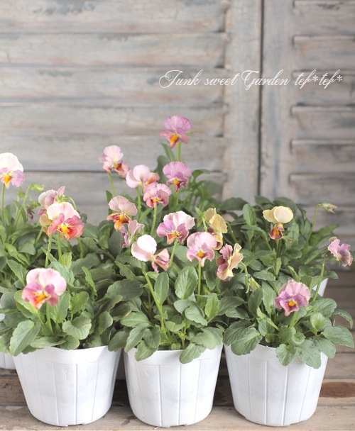 <i>Petunia��hybrida</i><BR><BR>������ݤ���<BR>�ӥ���إե���ե��ꥢ��