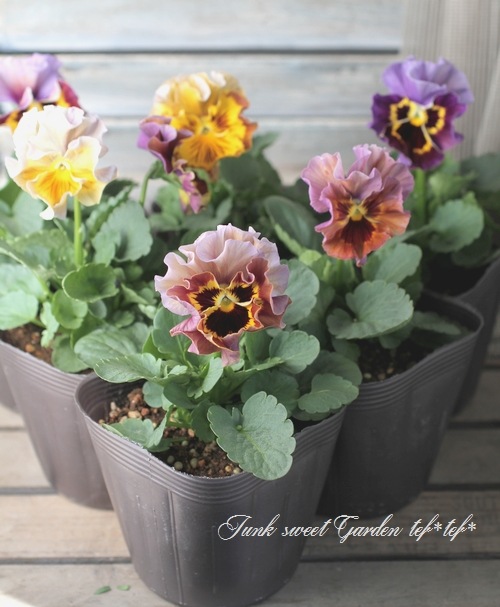 �ե��ѥ󥸡����ե�ե�إ֥��󥺡�