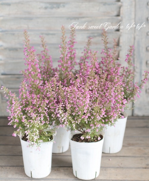 <i>Erica melanthera</i><BR><BR>���ꥫ �����󥻥�<BR>�إӥ꡼�֥�����ɡ�