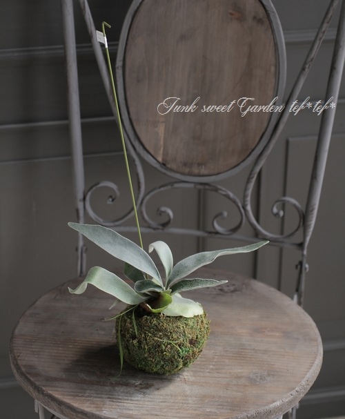 տʪʼС꡼աإ١إ٥