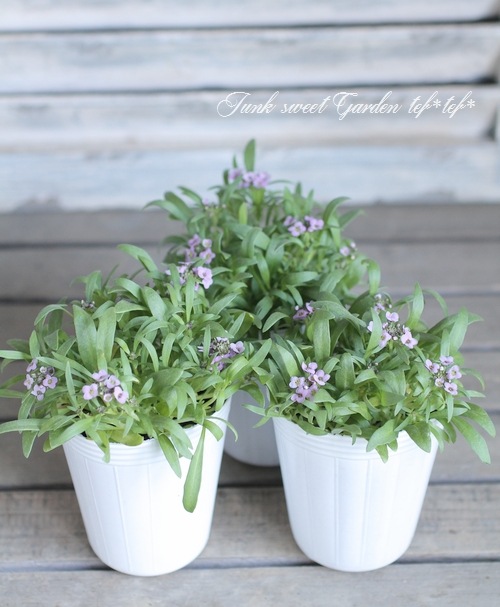 <i>Lobularia hybrid</i><BR><BR>�������ȡ�����å��� �إ⡼�ֿ���