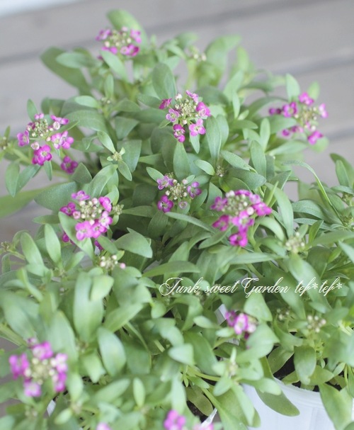 <i>Lobularia hybrid</i><BR><BR>�������ȡ�����å��� �إ���������