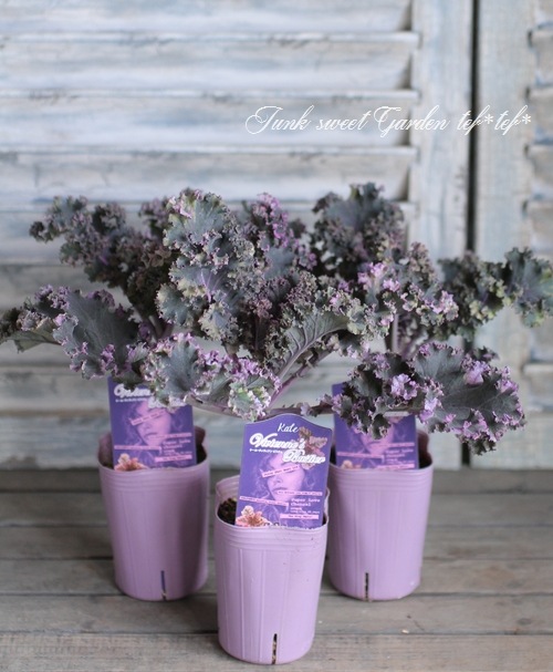 ���쥬��ȥ����롡�إ�����������ӥ�������