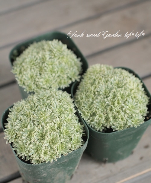 <i>Saxifraga</i><BR><BR>���α�����<BR>�����ꥯ��ޥ���<BR>�عȾ�Į��