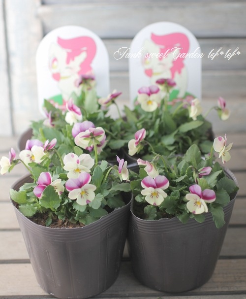 i>Viola×wittrockiana </i><BR><BR>NEW！みもとビオラ<BR>『ベリー