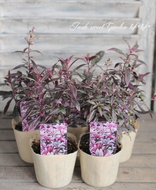 �����ꥭ�󥮥祽�����إ֥��롼�����