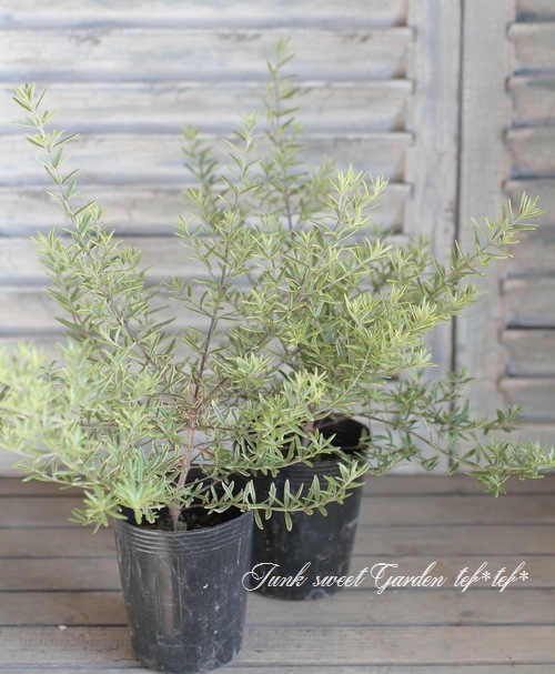 <i>Westringia fruticosa</i><BR><BR>ȥꥢ󡦥ޥ꡼<BR>ȥ󥮥<BR>إ˥ȡ