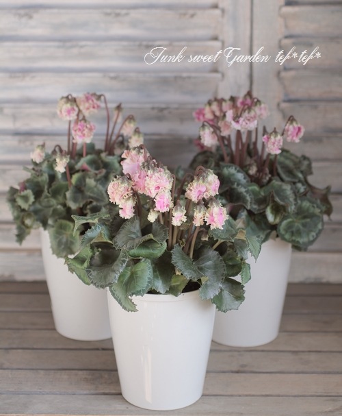 i>Cyclamen persicum</i><BR><BR>奥三河シクラメン<BR>『シルバー