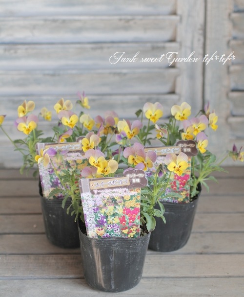 i>Viola×wittrockiana </i><BR><BR>スイーツビオラ<BR>おそらく