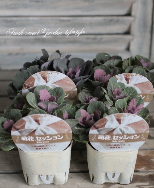 ����ƥ������ղ�ð����˨�֥��å�����