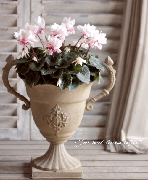i>Cyclamen persicum</i><BR><BR>八重咲きシクラメン<BR>万重咲き香り