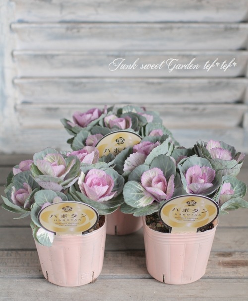 寄せ植え向き♪ミニ葉牡丹ブーケ仕立て 『ブーケピンク』 C | すべての