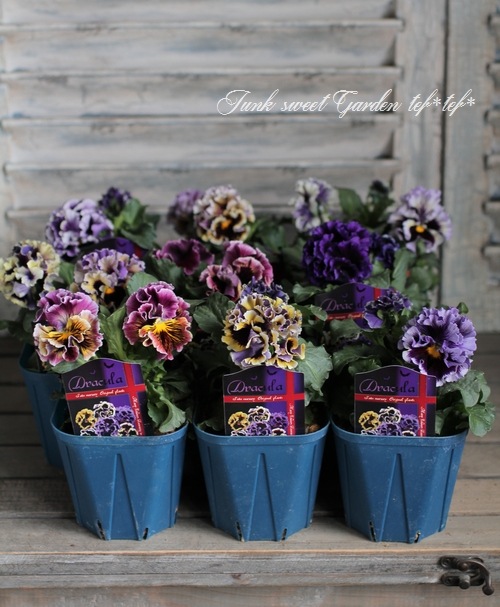 佐藤さん育種 個性派パンジー ドラキュラ 感謝セール30 Off すべての商品 Junk Sweet Garden Tef Tef 佐藤さん育種 個性派パンジー ドラキュラ 感謝セール30 Off すべての商品 Junk Sweet Garden Tef Tef