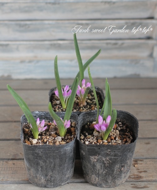 �ݥꥭ���� (�ݥꥯ����)���إ��󥷥ե��ꥢ�� �ԥ�