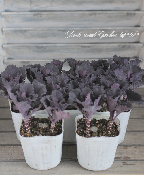 □葉牡丹 ジュエリーシリーズ 『ブラックリーフ』 3～5本植え