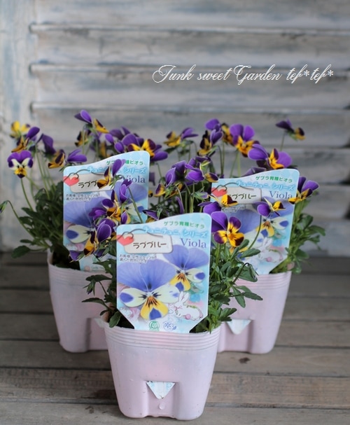 ゲブラさんのオリジナルビオラ 『チュニチュニ・ラブブルー』 | Flower