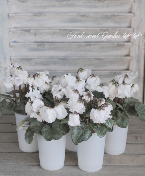 大栄花園ブリーディングセレクション ミニシクラメン マクルール スワン すべての商品 Junk Sweet Garden Tef Tef