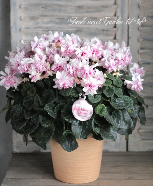シクラメン i>Cyclamen persicum</i><BR><BR>八重咲きシクラメン<BR>万重咲き香り
